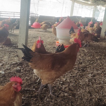 正宗淮南草公鸡出棚鸡肉质鲜美