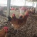 正宗淮南草公鸡出棚鸡肉质鲜美