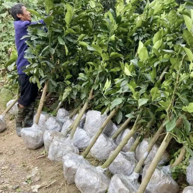 南北方适合种的红心马家柚苗柚子苗马家柚苗基地直供诚信经营