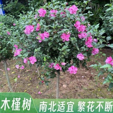 木槿花苗丛生木槿庭院篱笆围墙苗耐寒耐热四季种植