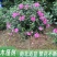木槿花苗丛生木槿庭院篱笆围墙苗耐寒耐热四季种植