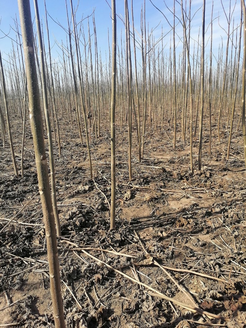 鲁临107速生杨繁育基地！1500亩
