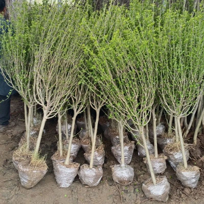 木槿花苗丛生木槿庭院篱笆围墙苗耐寒耐热四季种植