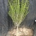 木槿花苗丛生木槿庭院篱笆围墙苗耐寒耐热四季种植