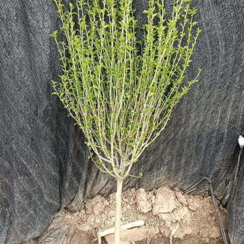 木槿花苗丛生木槿庭院篱笆围墙苗耐寒耐热四季种植