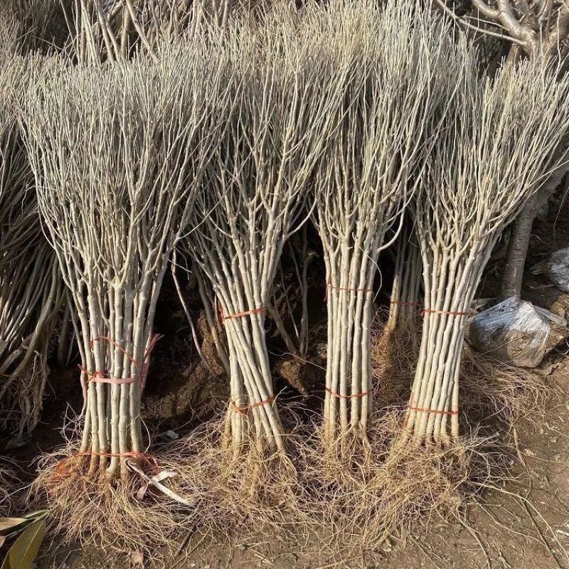 木槿花苗丛生木槿庭院篱笆围墙苗耐寒耐热四季种植