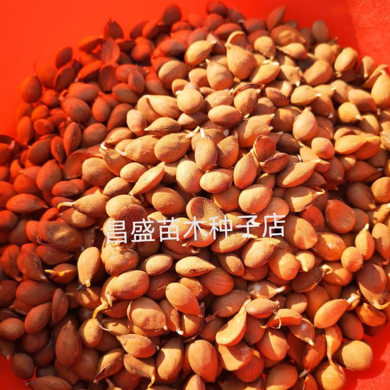 毛桃种子，山杏，山桃种子，全国顺丰发货，保证一手货源，质