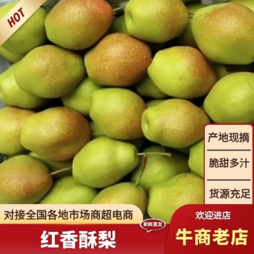 【精准】陕西渭南蒲城红香酥梨/冷库货/各种规格大量有现货