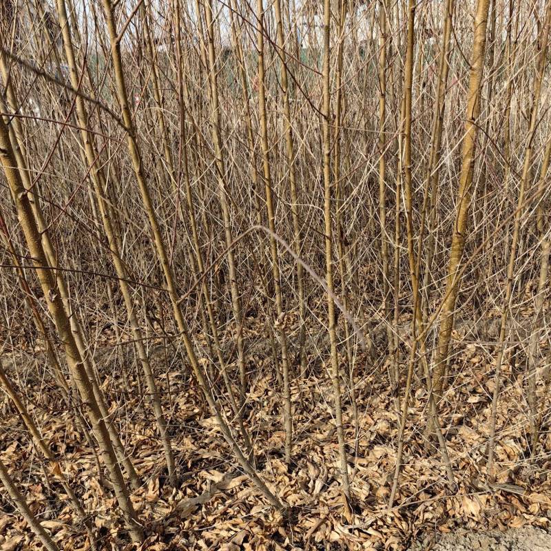 桃树实生苗桃树砧木苗占地桃05二公分到五公分以上