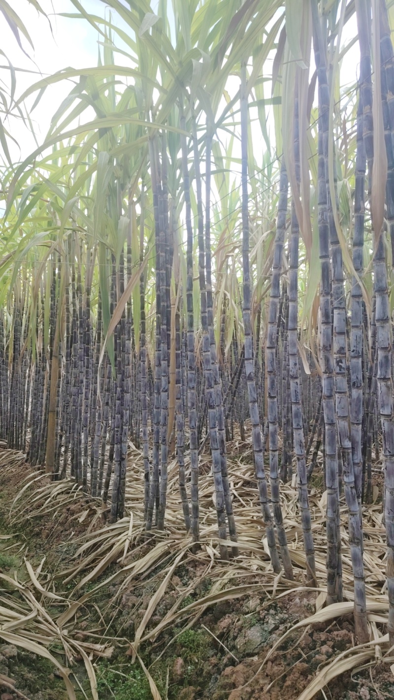 云南黑皮甘蔗货源充足可大量发货可对接市场商超供应