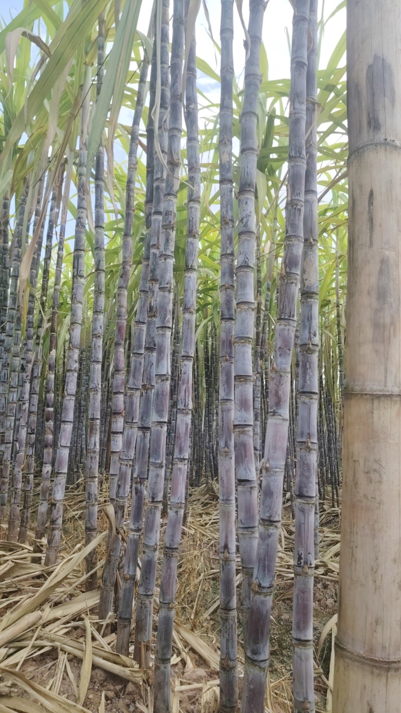 云南黑皮甘蔗货源充足可大量发货可对接市场商超供应