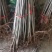 红油香椿苗大棚种植香椿苗量大优惠规格齐全