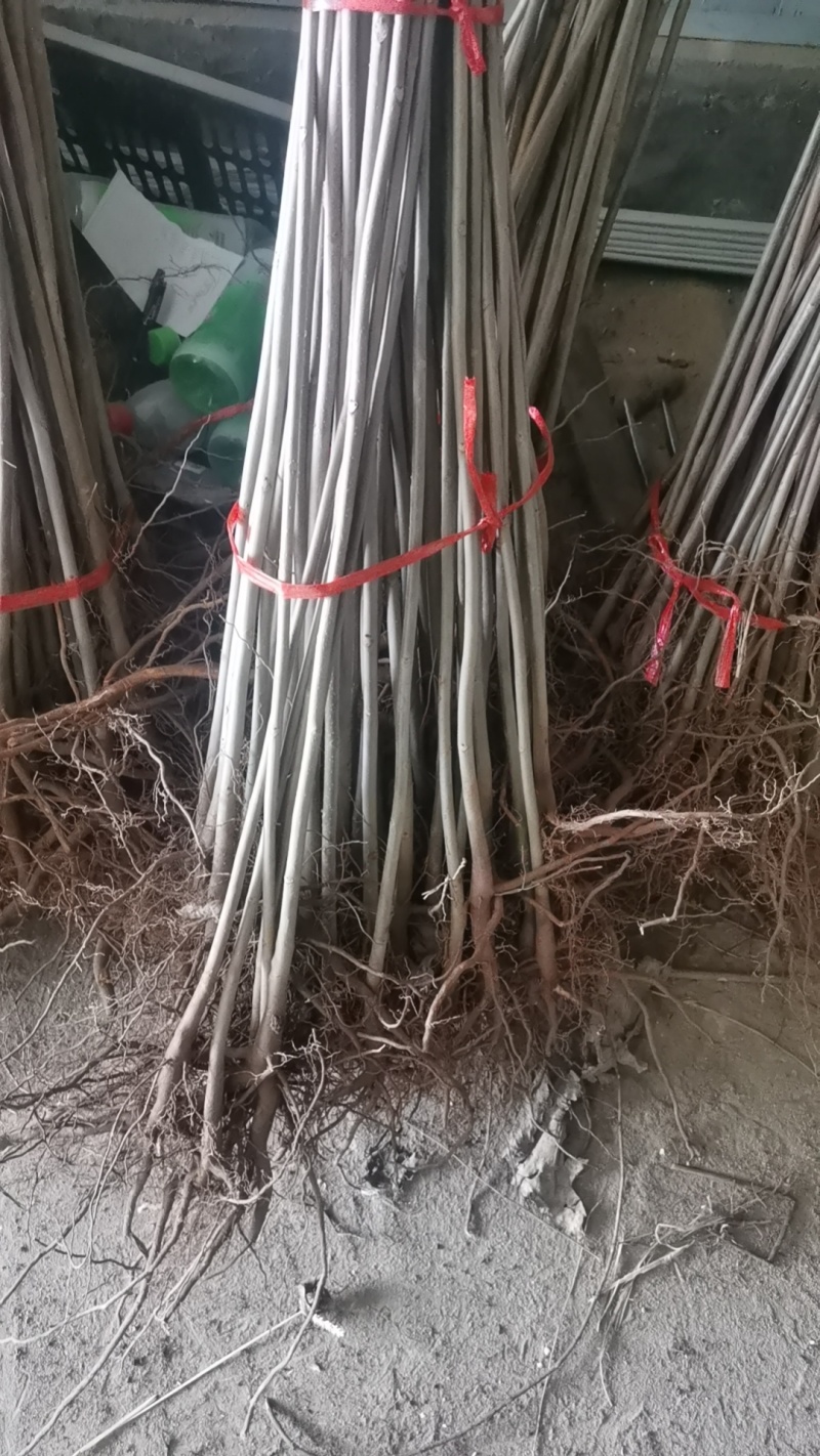 红油香椿苗大棚种植香椿苗量大优惠规格齐全