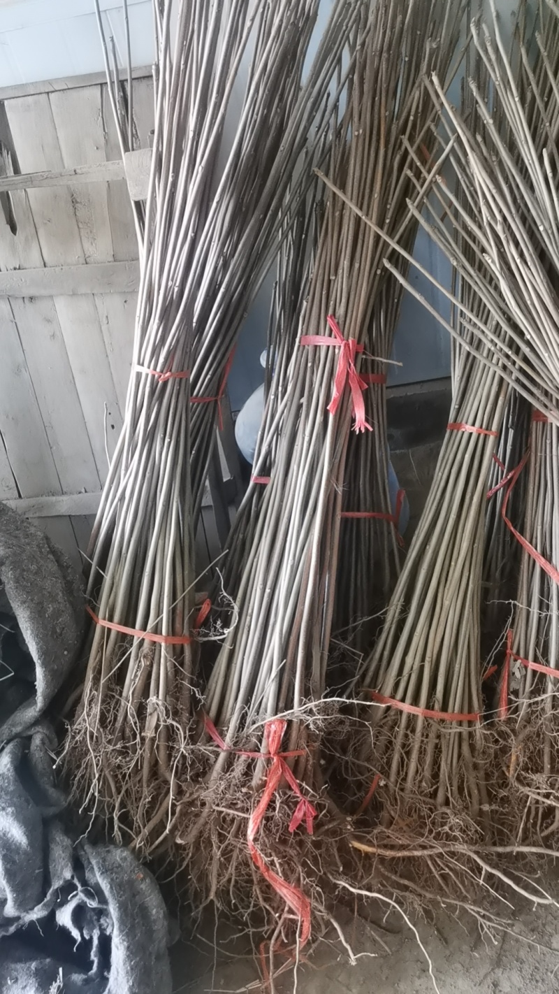 红油香椿苗大棚种植香椿苗量大优惠规格齐全
