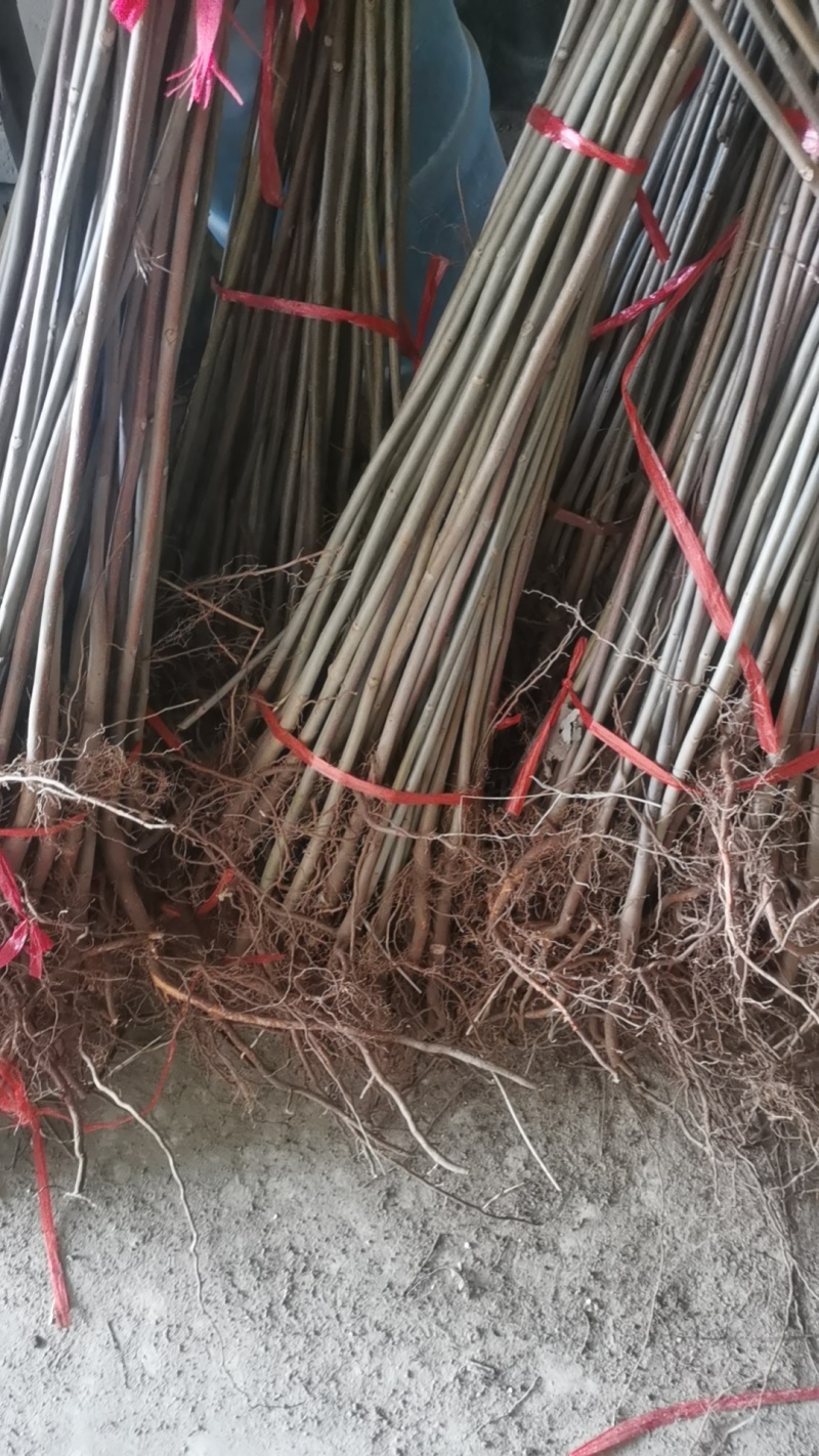 红油香椿苗大棚种植香椿苗量大优惠规格齐全