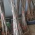 红油香椿苗大棚种植香椿苗量大优惠规格齐全