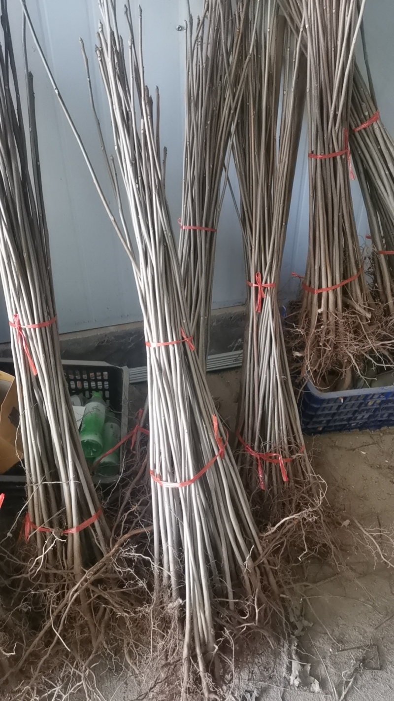 红油香椿苗大棚种植香椿苗量大优惠规格齐全