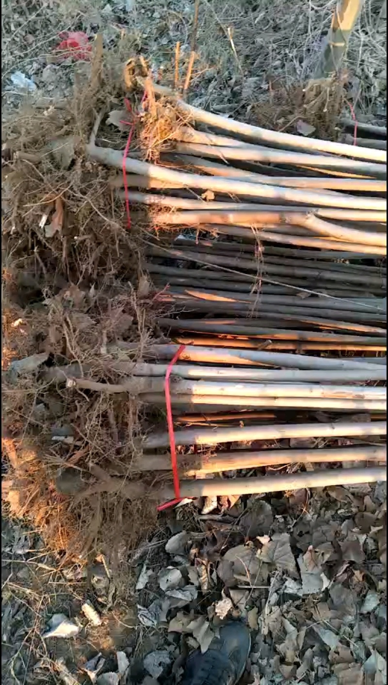 红油香椿苗大棚种植香椿苗量大优惠规格齐全