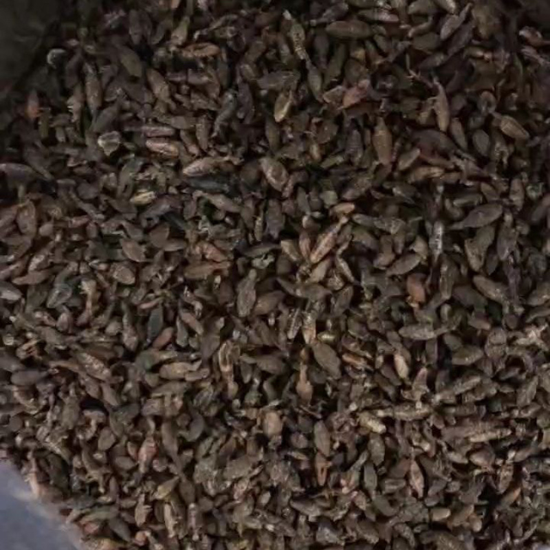 野生金沙包邮