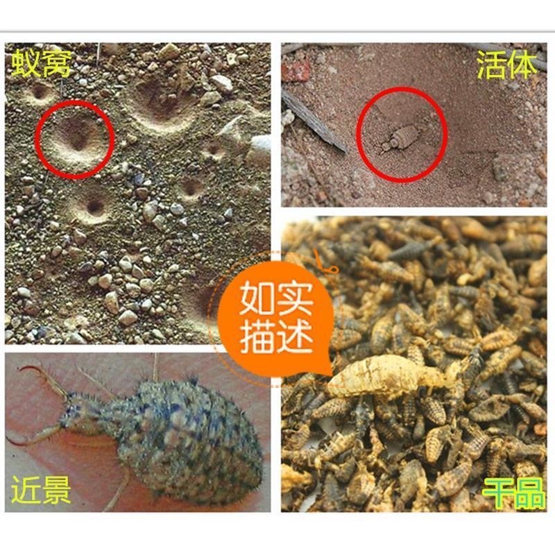 野生金沙包邮