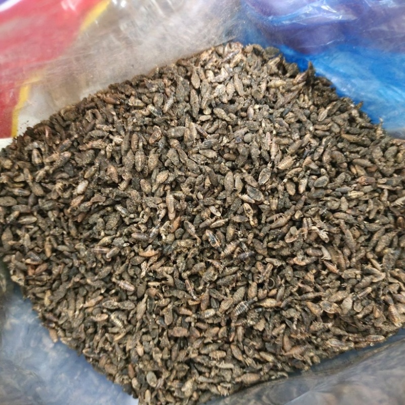 野生金沙包邮