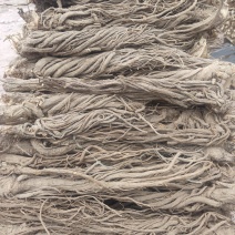 长期供应大量优质当归量大从优欢迎联系