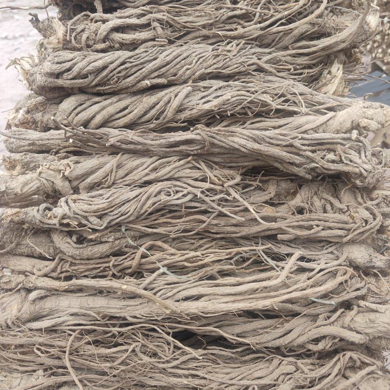 长期供应大量优质当归量大从优欢迎联系