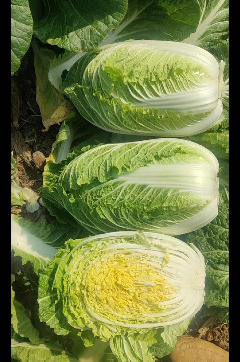 产地直发，人工挑选，质量保证，信誉商家，