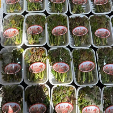 温室香椿芽已开始收购发货