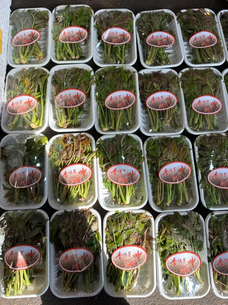 温室香椿芽已开始收购发货