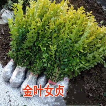 金叶女贞苗金叶女贞耐寒不落叶金边女贞绿化园林庭院篱笆墙