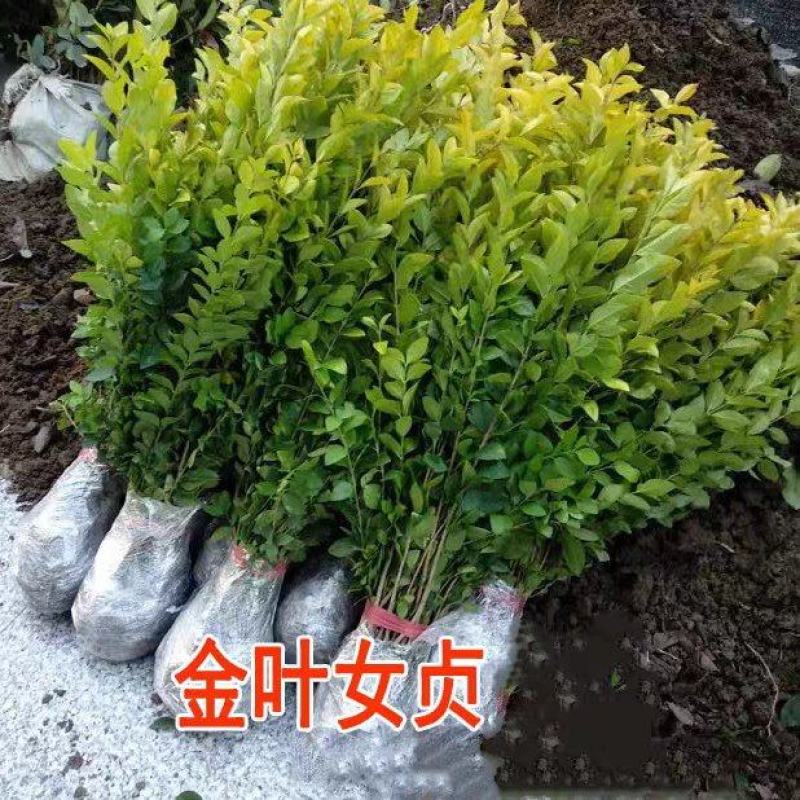 金叶女贞苗金叶女贞耐寒不落叶金边女贞绿化园林庭院篱笆墙