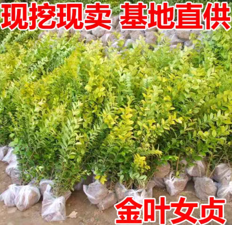 金叶女贞苗金叶女贞耐寒不落叶金边女贞绿化园林庭院篱笆墙