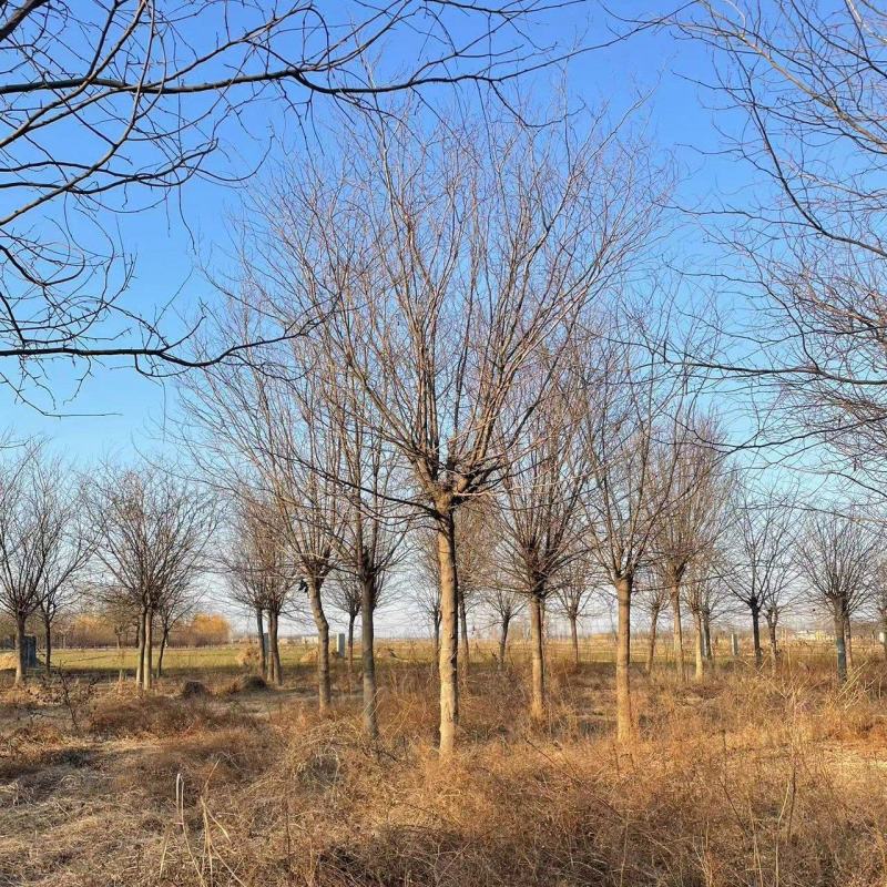 皂角树基地直供量大从优欢迎联系价格实惠合作共赢