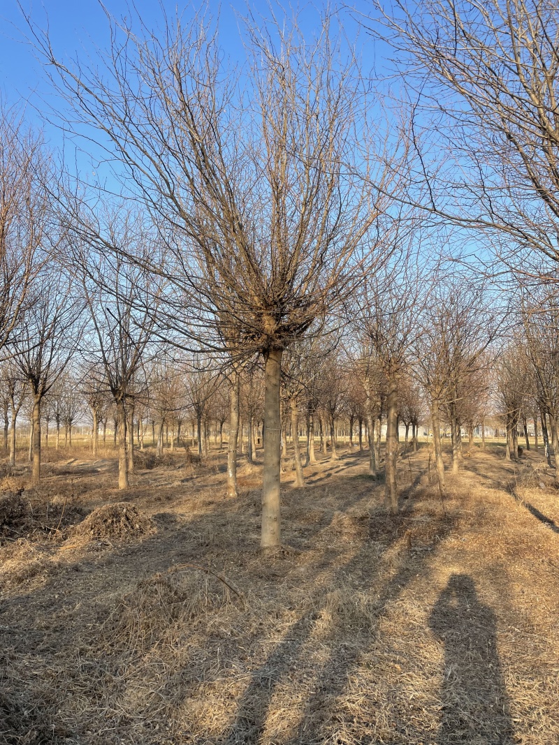 皂角树基地直供量大从优欢迎联系价格实惠合作共赢