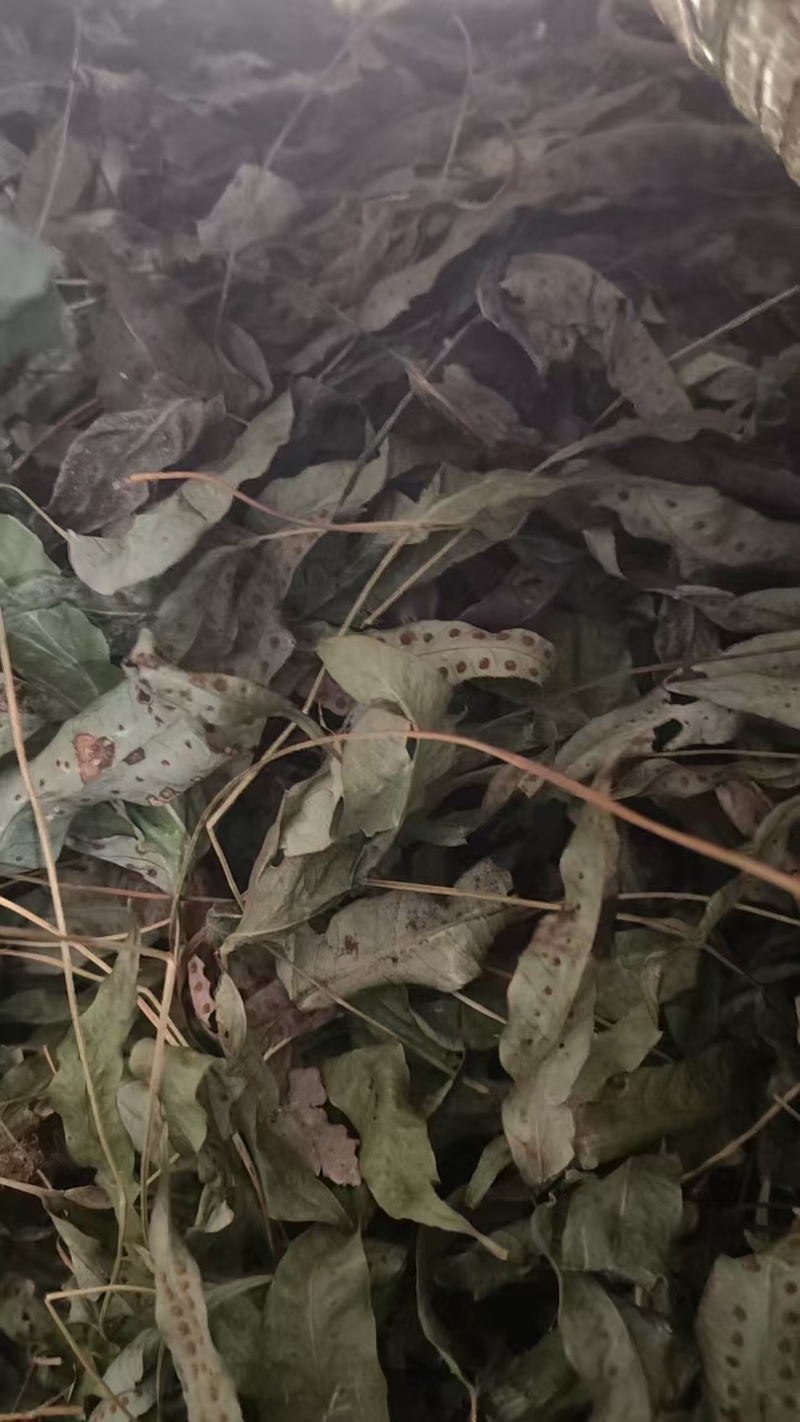 金鸡脚需要的下单