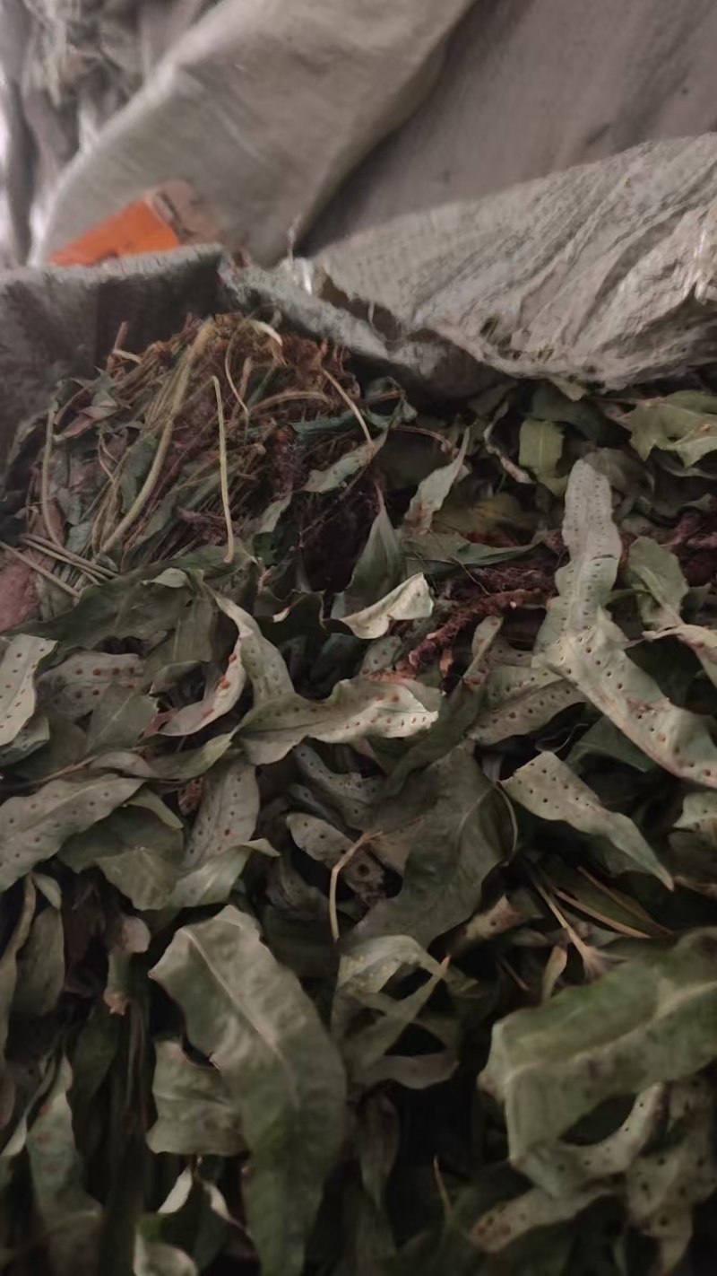 金鸡脚需要的下单