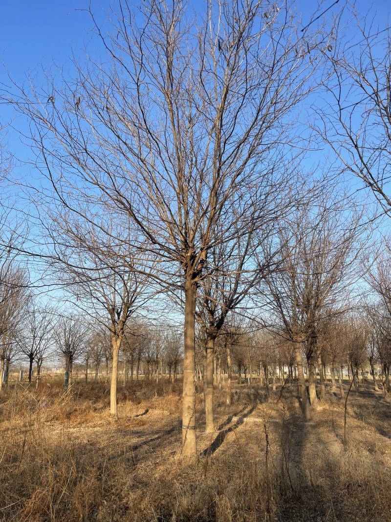 皂角树基地直供量大从优欢迎联系价格实惠合作共赢