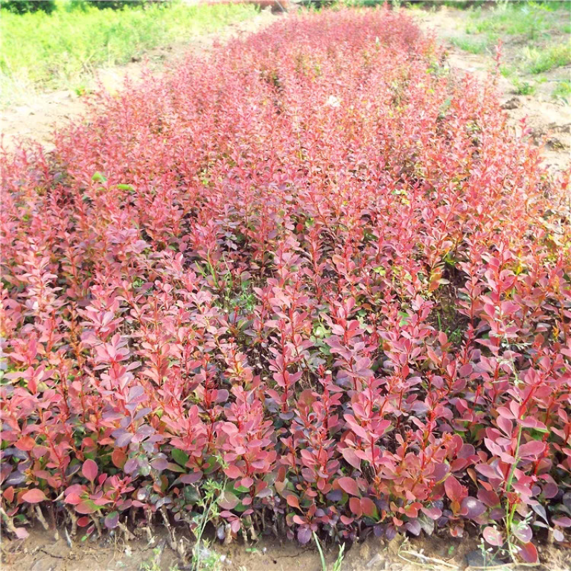 红叶小檗紫叶小檗规格齐全基地直供全部现挖现卖