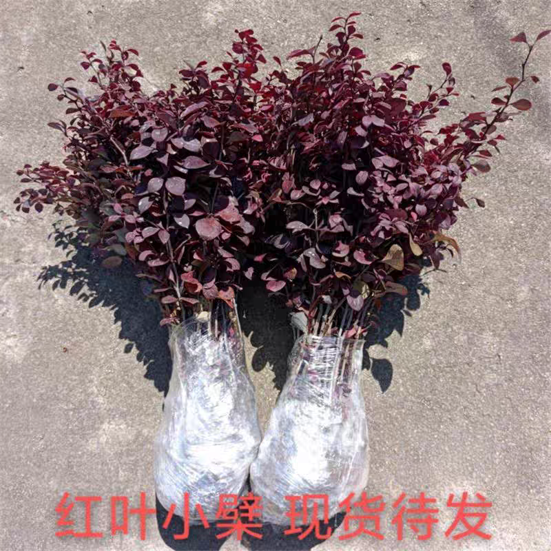 红叶小檗紫叶小檗规格齐全基地直供全部现挖现卖