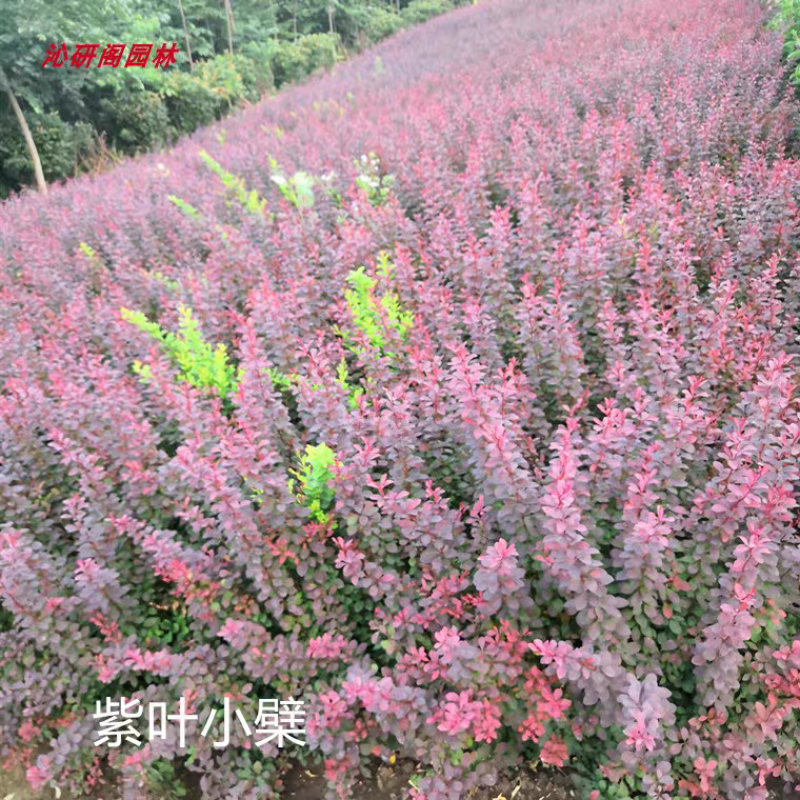 红叶小檗紫叶小檗规格齐全基地直供全部现挖现卖