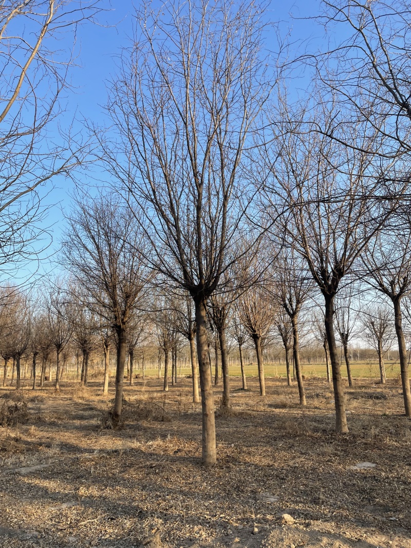 皂角树基地直供量大从优欢迎联系价格实惠合作共赢