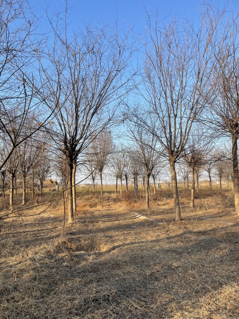 皂角树基地直供量大从优欢迎联系价格实惠合作共赢
