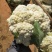 有机花菜菜花基地直供现货随装量大从优全国代发欢迎来电
