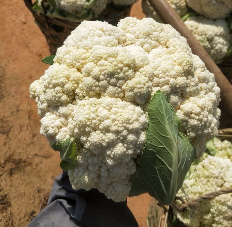 有机花菜菜花基地直供现货随装量大从优全国代发欢迎来电