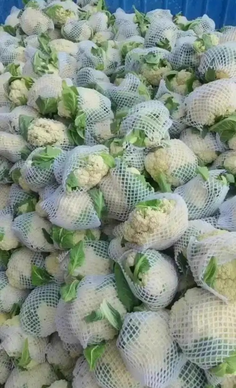 有机花菜菜花基地直供现货随装量大从优全国代发欢迎来电