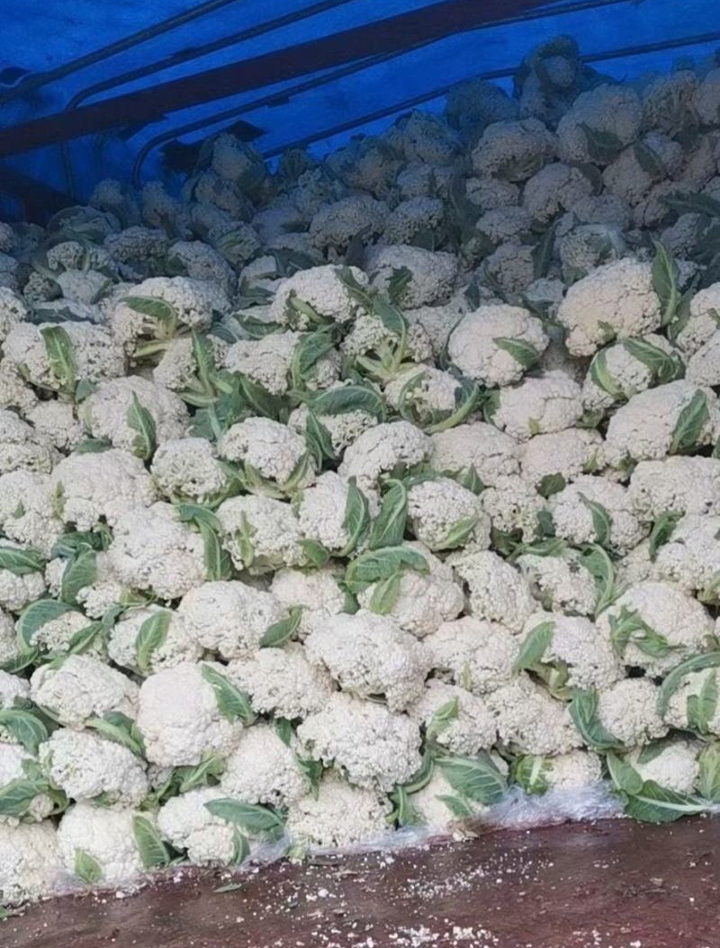 有机花菜菜花基地直供现货随装量大从优全国代发欢迎来电