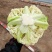 有机花菜菜花基地直供现货随装量大从优全国代发欢迎来电