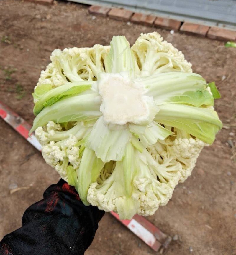 有机花菜菜花基地直供现货随装量大从优全国代发欢迎来电