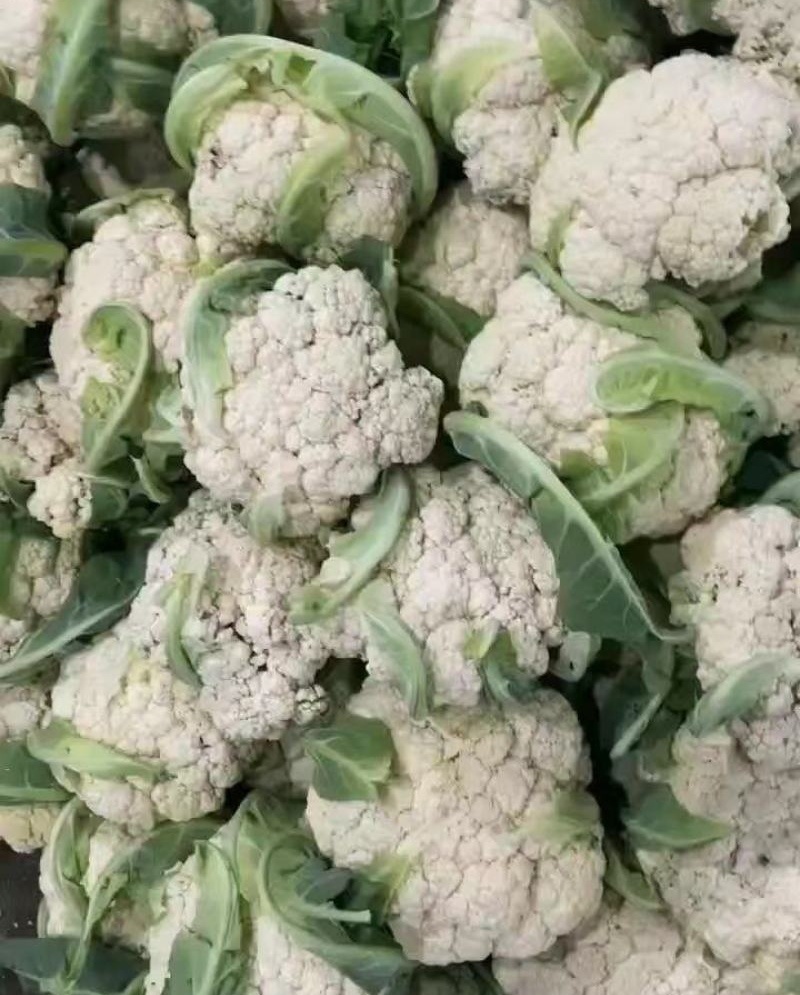 有机花菜菜花基地直供现货随装量大从优全国代发欢迎来电